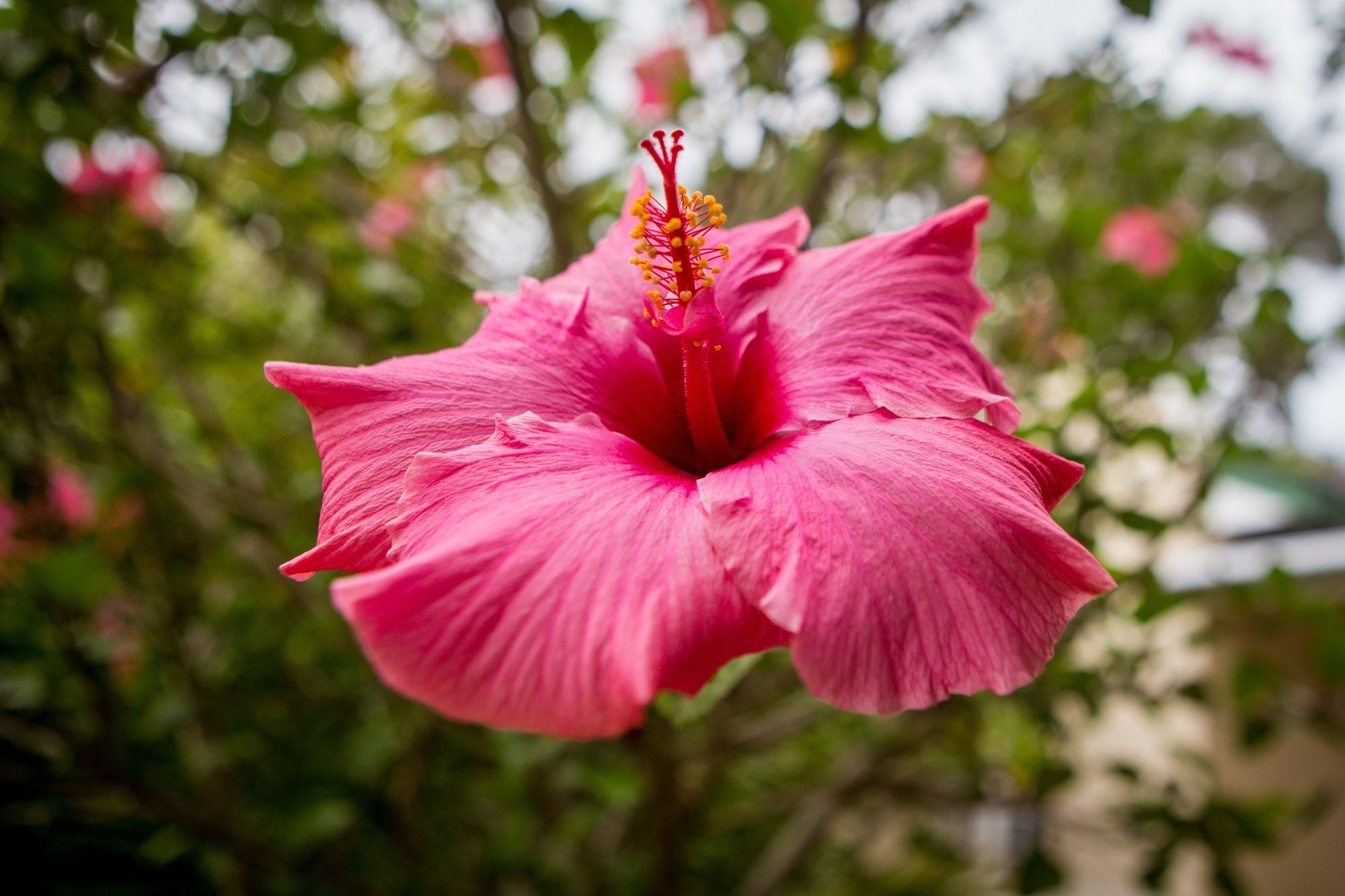 Somerset Villa Guesthouse Somerset West Bagian luar foto