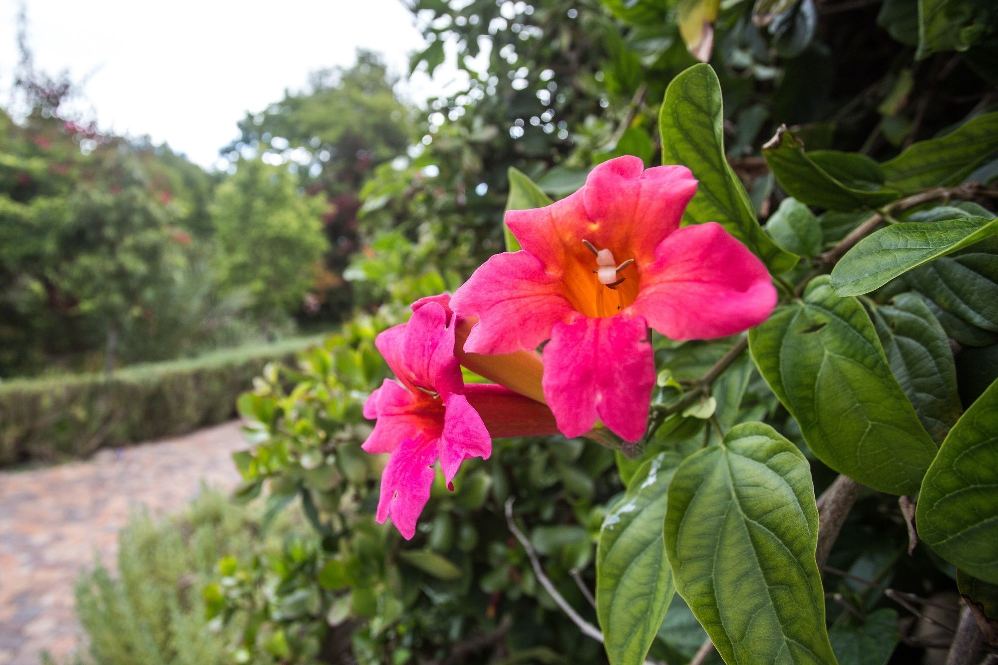 Somerset Villa Guesthouse Somerset West Bagian luar foto